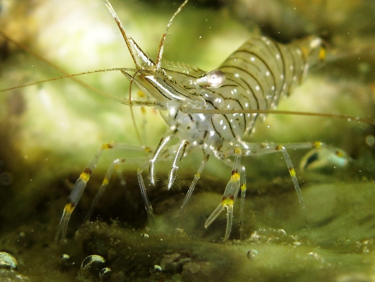 Differenze tra Palaemon serratus e Palaemon elegans